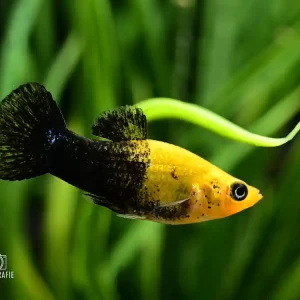 Neue Ware Brokat-Tuxedo Molly (Poecilia sphenops var.)